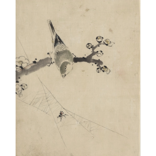 A Bird Perched On A Tree Branch With Blossoms, Watching A Spider On A Web, circa 1830