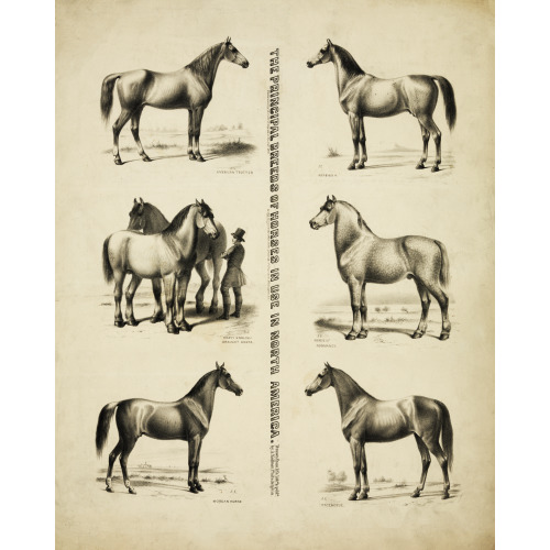 The Principal Breeds Of Horses In Use In North America, 1872