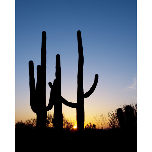 Saguaro Cactus Near Tucson, Arizona, View 2