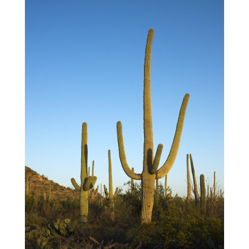 Saguaro Cactus Near Tucson, Arizona