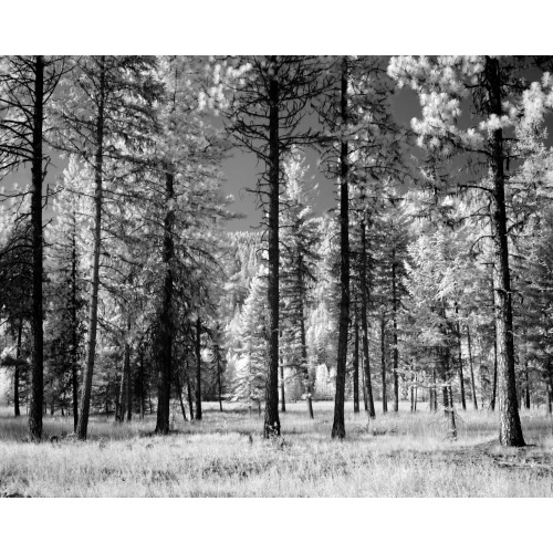Forest Of Trees, Montana, 2005