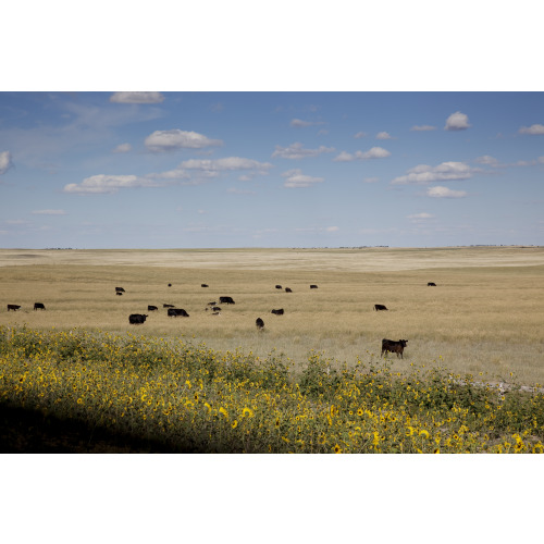 Rural Scene, South Dakota, View 3