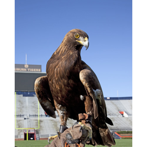 The Golden Eagle That Flys At The Auburn University's Football Game Every Year, Auburn, Alabama...