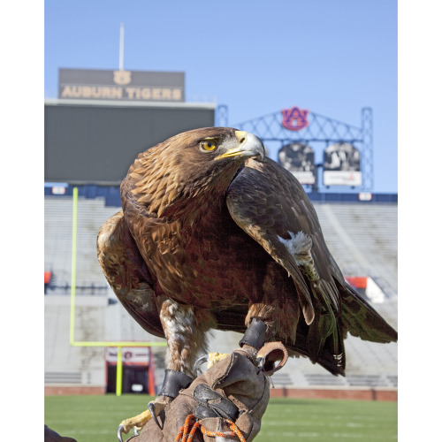 The Golden Eagle That Flys At The Auburn University's Football Game Every Year, Auburn, Alabama...