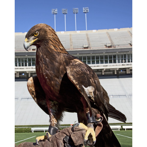 Golden Eagle, Auburn University Football Game, Alabama