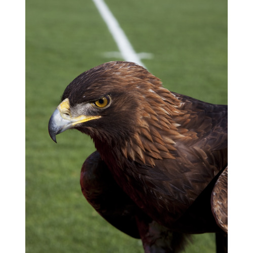 Golden Eagle, Auburn University's Football Game