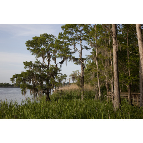 Blakeley State Park on the Tensaw River, Alabama, View 3