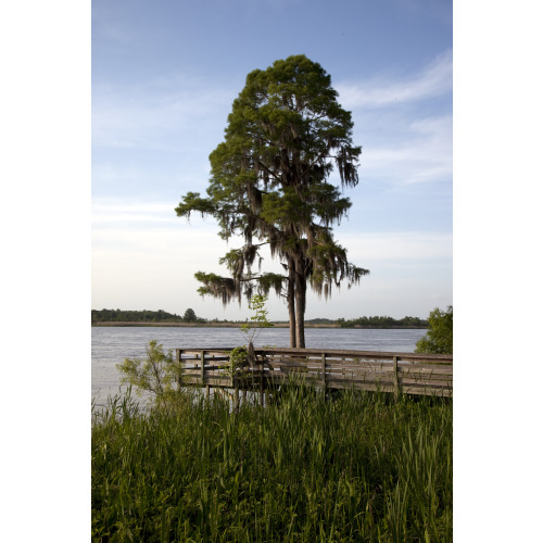 Blakeley State Park on the Tensaw River, Alabama, View 4