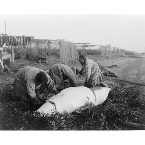 Cutting Up A Beluga--Kotzebue, 1929