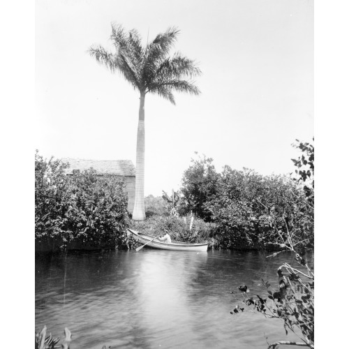Florida--Miami River And Royal Palm, 1905