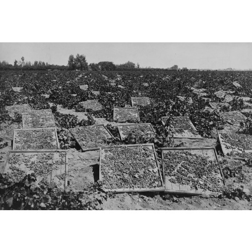 Raisin Drying Racks In A Vineyard, At Fresno, Cal., 1901