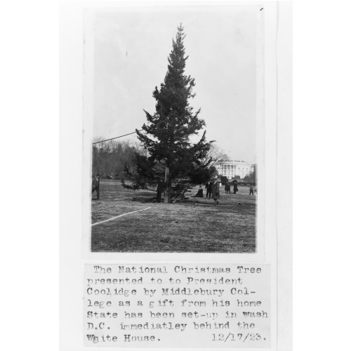 The National Christmas Tree Presented To President Coolidge By Middlebury College As A Gift From...