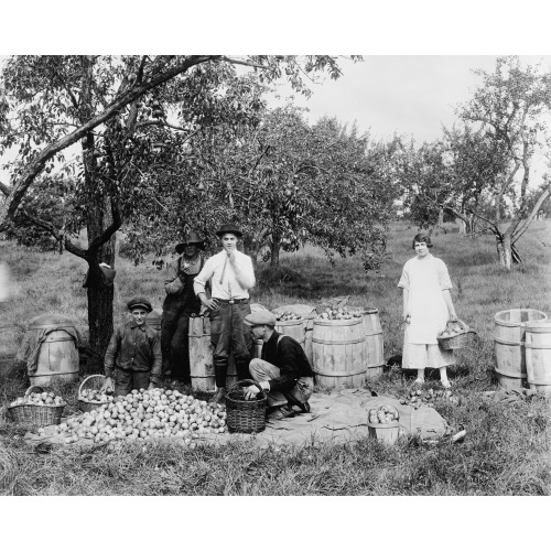 People Picking Fruit in Orchard, circa 1900-1920